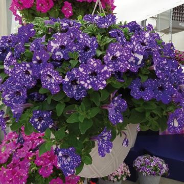 Pétunia retombant NIGHT SKY ®