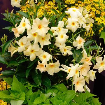 Dipladénia SUNDAVILLE ® Apricot Sunpapri