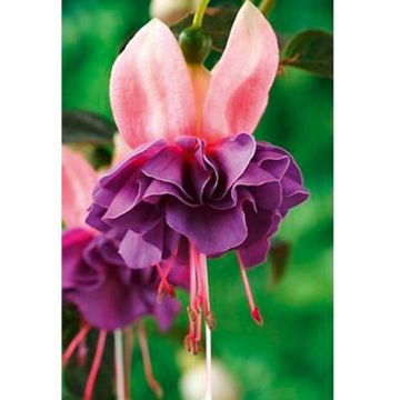Fuchsia retombant Royal Mosaïc