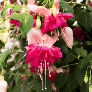 Fuchsia retombant Bella Rosella