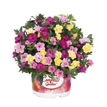 Calibrachoa Confetti Garden Hawaiian Mybonnie