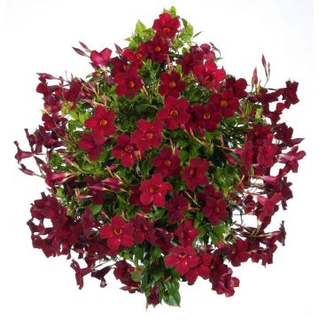 Dipladénia SUNDAVILLE ® Pretty Burgundy Sunparenga