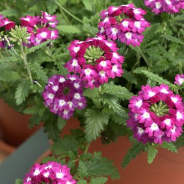 Verveine LANAI ® Cyclops Purple
