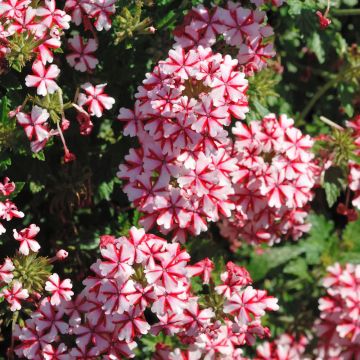 Verveine LANAI ® Candy Cane