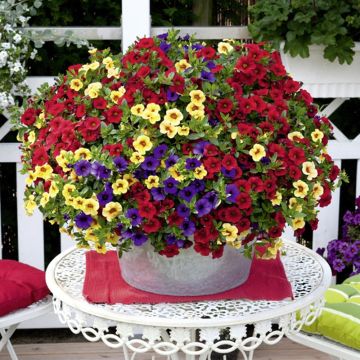 Calibrachoa Confetti Garden Hawaiian Hilo