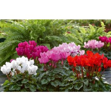 Mini cyclamens