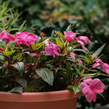 Impatiens de Nouvelle Guinée PARADISE ® Nagena