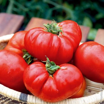 Tomate Buffalo Steack F1