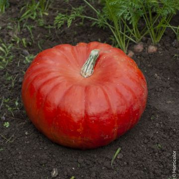 Potiron rouge vif d'Etampes