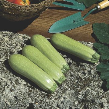 Courgette blanche Lorea F1