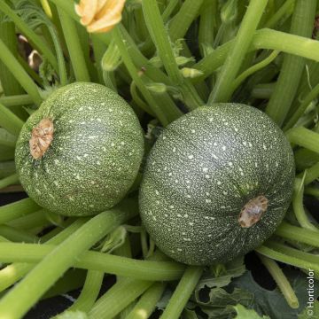 Courgette Ronde de Nice