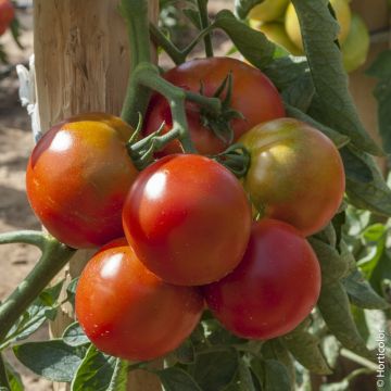 Tomate Montfavet F1