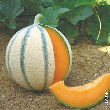 Melon brodé Anasta F1