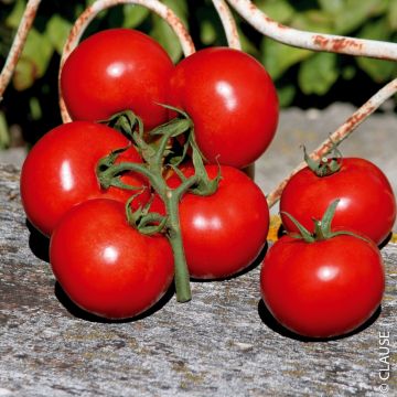 Tomate grappe Premio F1