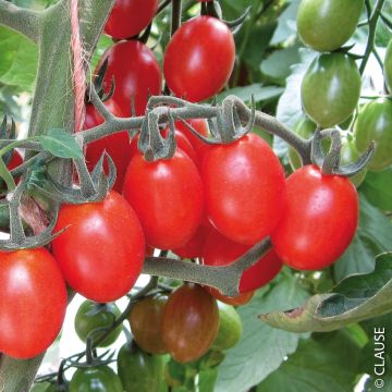 Tomate cerise allongée Tutti Frutti