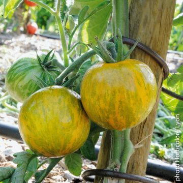 Tomate Green Zebra