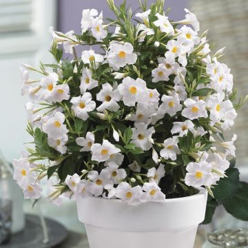 Dipladénia SUNDAVILLE ® Grand White Sunparaosiro
