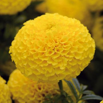 Rose d’Inde naine Perfection F1 Yellow