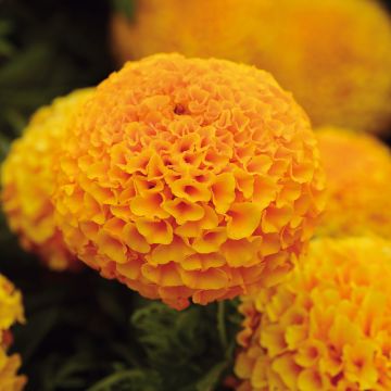 Rose d’Inde naine Perfection F1 Orange