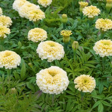 Rose d’Inde naine Vanilla F1 Cream