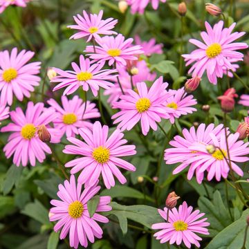 Brachycome rose