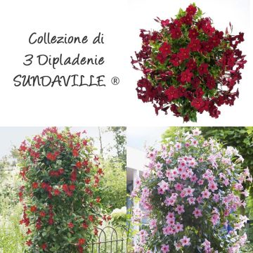 Collection de 3 Dipladénias SUNDAVILLE ®