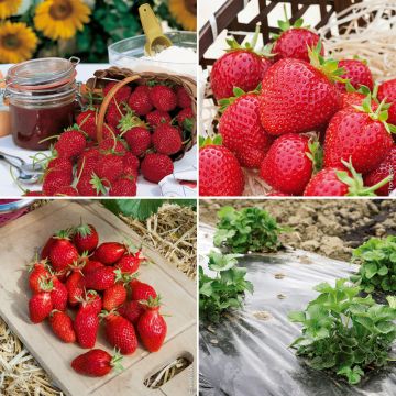 Les 60 fraisiers