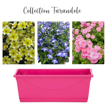 Collection Farandole