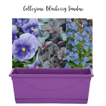 Collection Blueberry Sundae