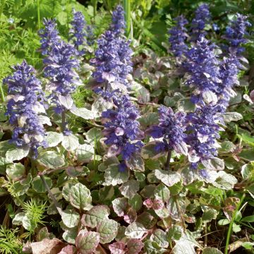 Ajuga reptans ‘Burgundy Glow’ ou Bugle panachée