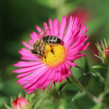 Aster nain Happy End, aster des Alpes rose ou Aster alpinus