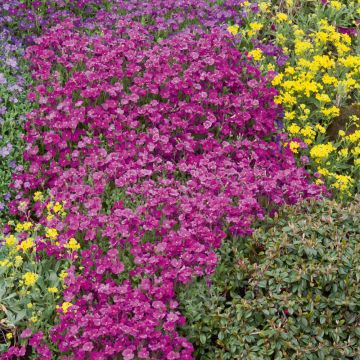 Aubriète royal rouge