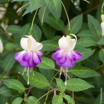 Fuchsia vivace Delta Sarah