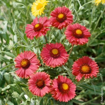 Gaillarde Bourgogne