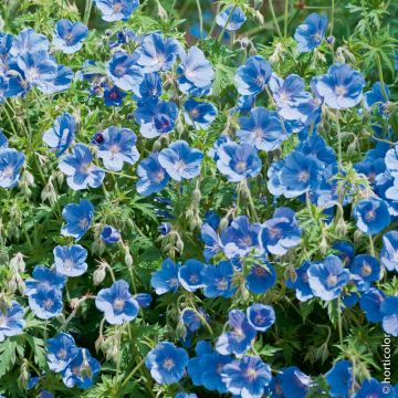 Géranium vivace Johnson's Blue
