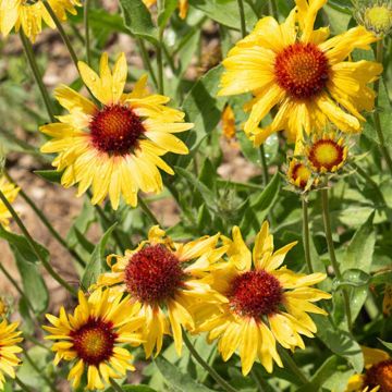Gaillarde Amber Wheels