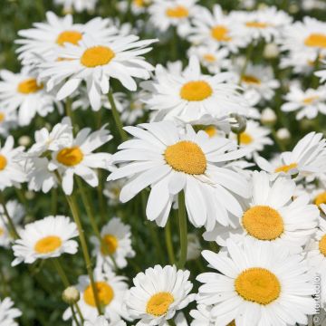 Leucanthemum maximum