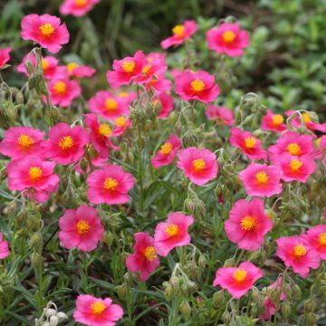 Helianthemum Lawrenson's pink