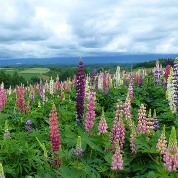 Lupins de Russell Hybrides