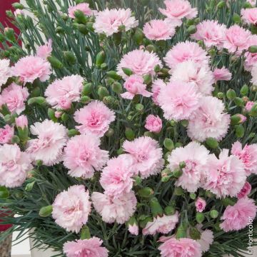 Œillet anglais ‘Candy Floss’ ou Dianthus plumarius