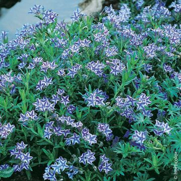 Lithodora diffusa Star