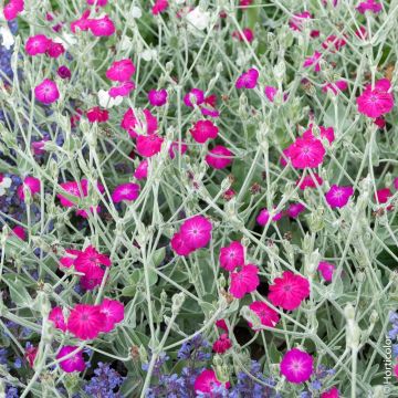 Lychnis coronaria ou Coquelourde des jardins Lychnis coronaria ou Coquelourde des jardins