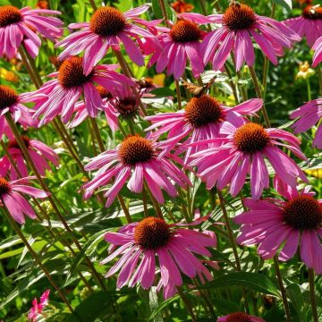 Rudbeckia purpurea aux fleurs roses pourprées au coeur brun