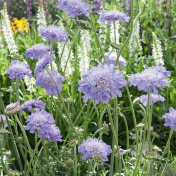 Scabieuse Butterfly Blue