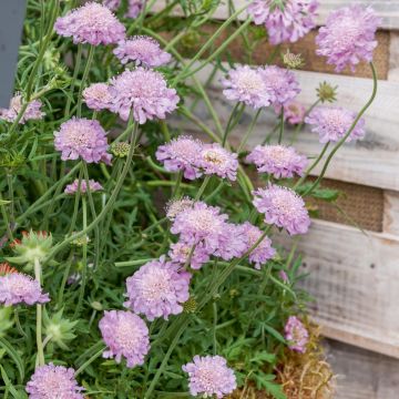 Scabieuse Pink Mist
