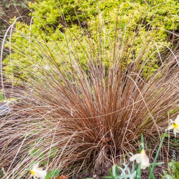 Graminée Carex Buchananii