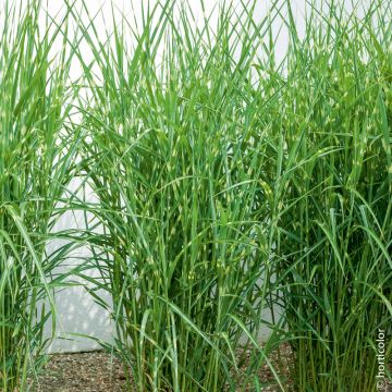 Graminée Miscanthus Zebrinus