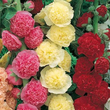 Rose trémière jaune
