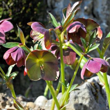 Rose de Noël Purpurascens
