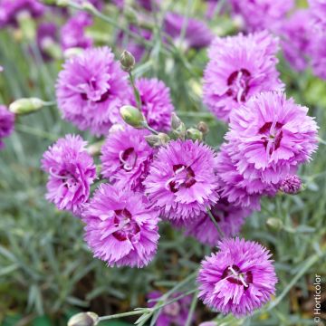 Œillet nain POP STAR ® ou Dianthus hybridus